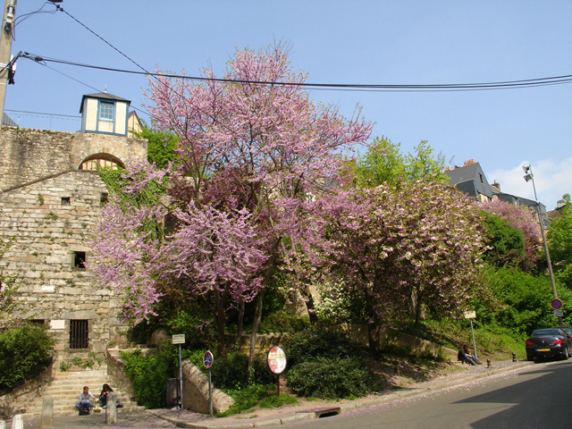 cite_plant_174.JPG