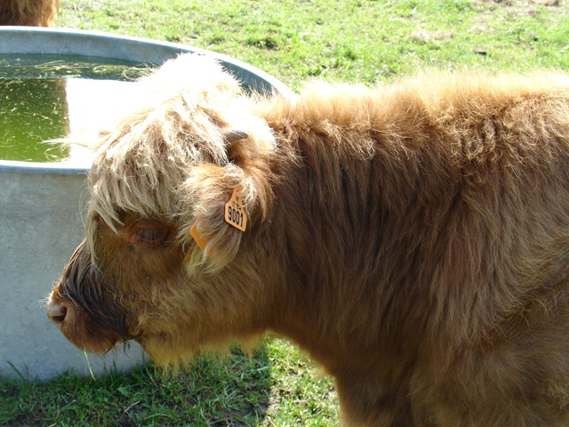 ma_eau_ferme_60.JPG