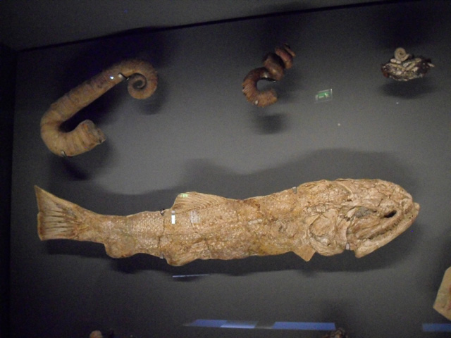 mu_hist_nat_116.JPG
